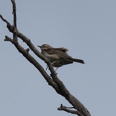 Cincloramphus cruralis