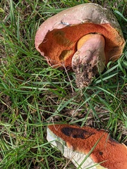 Rubroboletus legaliae