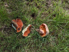 Rubroboletus legaliae
