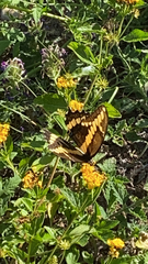 Heraclides cresphontes