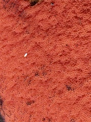 Rubroboletus legaliae