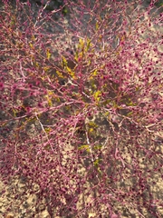 Cycloloma atriplicifolium