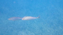 Seriola dumerili