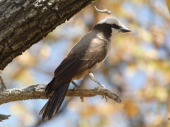 Eurocephalus anguitimens