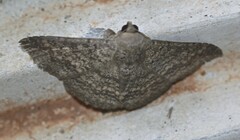 Ericeia sobria