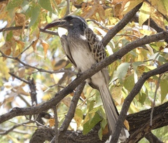 Lophoceros nasutus
