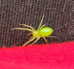 Lyssomanes viridis