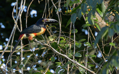 Pteroglossus torquatus