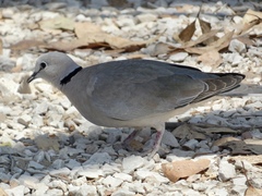Streptopelia capicola