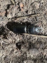 Scarites subterraneus