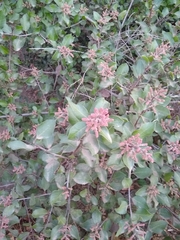 Rhus integrifolia × ovata