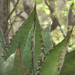 Agave quiotepecensis