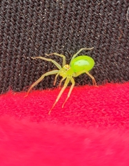 Lyssomanes viridis