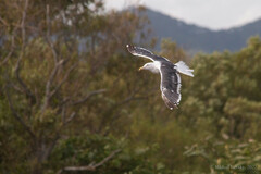 Larus schistisagus