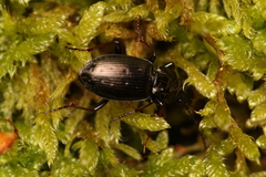 Pterostichus oblongopunctatus
