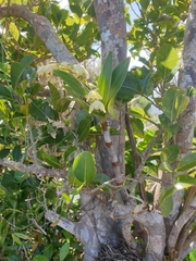 Dendrobium gracilicaule howeanum