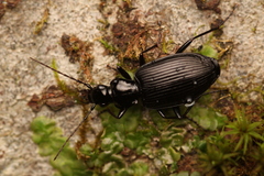 Carabidae