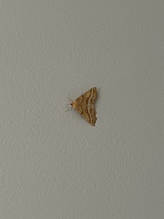 Tetracis jubararia