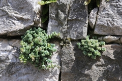 Sedum dasyphyllum