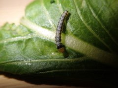 Evergestis rimosalis