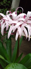 Crinum × amabile