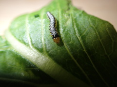 Evergestis rimosalis