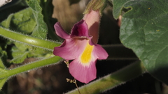 Proboscidea parviflora parviflora