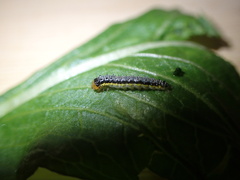 Evergestis rimosalis