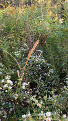 Elymus virginicus