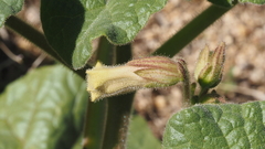 Proboscidea parviflora parviflora