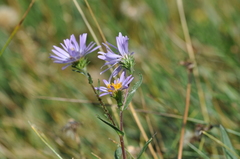 Symphyotrichum spathulatum