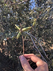 Quercus john-tuckeri