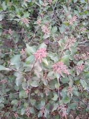 Rhus integrifolia × ovata
