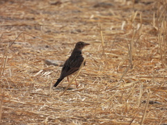 Calandrella brachydactyla