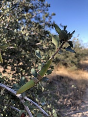 Quercus john-tuckeri