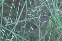 Chloridoideae