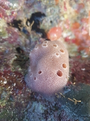 Porifera