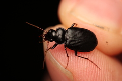 Carabidae