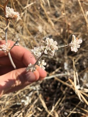 Eriogonum niveum