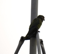 Eupsittula aurea