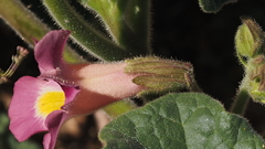 Proboscidea parviflora parviflora