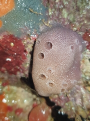 Porifera