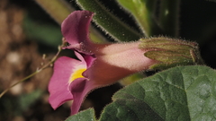 Proboscidea parviflora parviflora