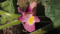 Proboscidea parviflora parviflora