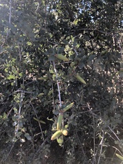 Quercus john-tuckeri