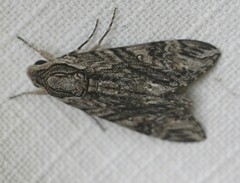 Agrius godarti