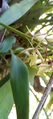 Epidendrum diffusum