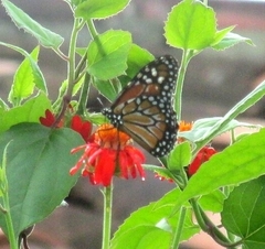 Danaus erippus