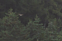 Gallinago hardwickii