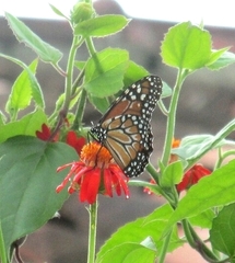 Danaus erippus